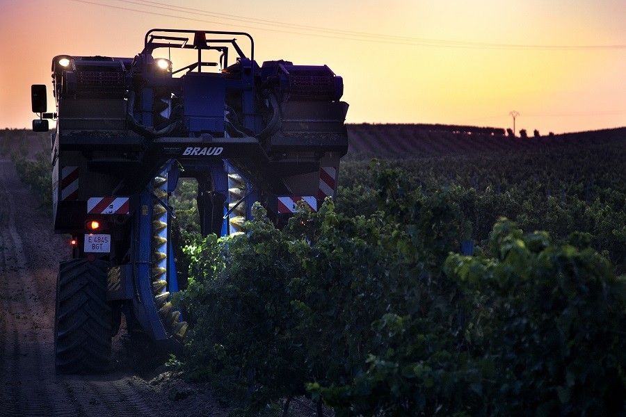 The Sauvignon Blanc kicks off the harvest at Bodega Cuatro Rayas