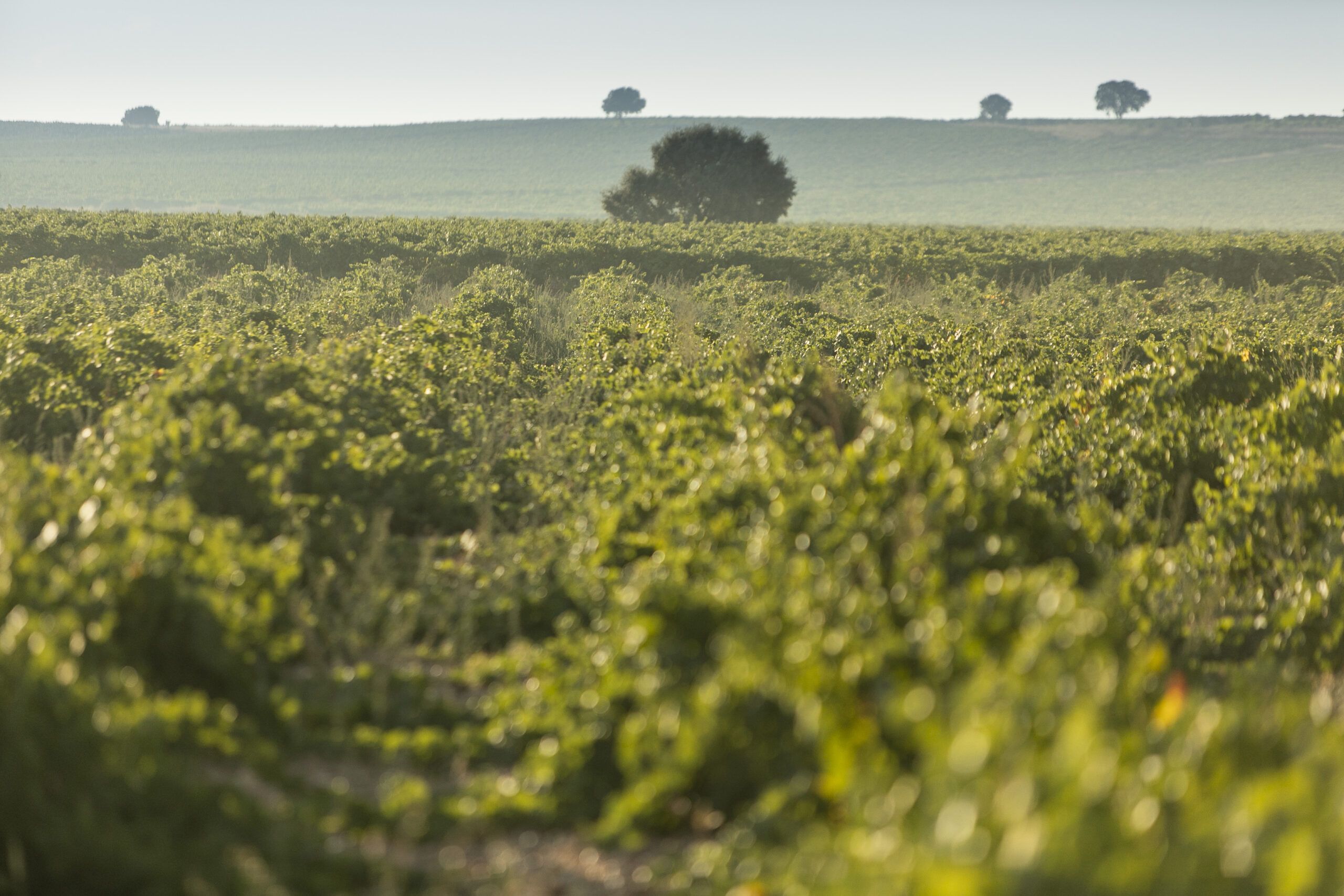 Bodega Cuatro Rayas participa en el proyecto DRONSafe